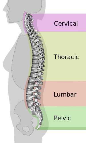 Orthopedic Firm Mattress: spinal column curvature